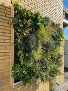 Til foråret kommer en grøn facadevæg til at pryde omgivelserne ved Redmolen i Nordhavn. En prototype ved hovedkontoret i Odense gør det muligt for BG Byggros at følge plantevæksten og behovet for vedligeholdelse. Foto: PR.